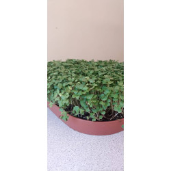 Microgreens, Mustard 70g